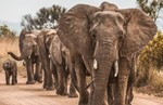 thumbnail of Selous Game Reserve & Mikumi National Park